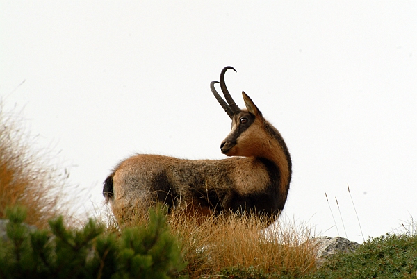 Camoscio d''Abruzzo Rupicapra pyrenaica ornata